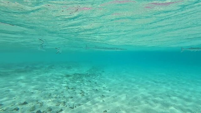 Needlefish (Tylosurus) and Smallspotted dartfish (Ptereleotris microlepis) swim just below the water's surface. Filmed in the crystal-clear waters of the Maldives.