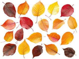 Colorful autumn leaves on a white isolated background.