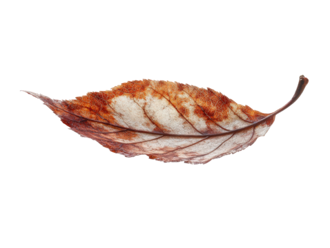 Dry autumn leaf, intricate texture, white isolated background.