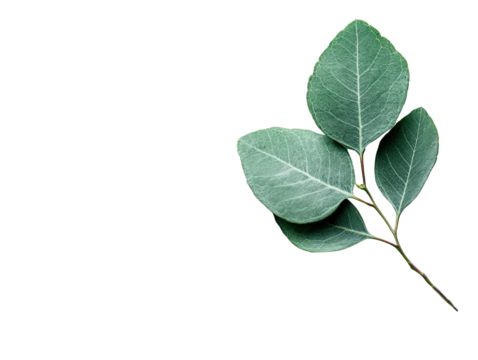 Eucalyptus leaves, white isolate background.