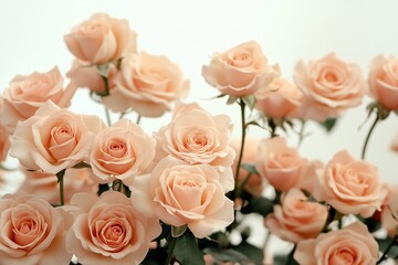 Obraz premium A picturesque rose garden, vivid blooms highlighted by a gentle pastel background.