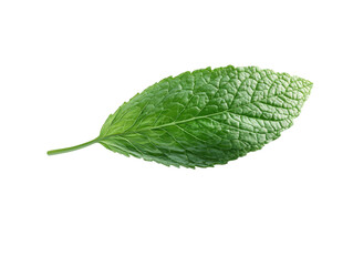 Obraz premium Fresh green mint leaf, white isolate background.