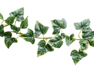 Ivy vine with green leaves, isolated on a white background.