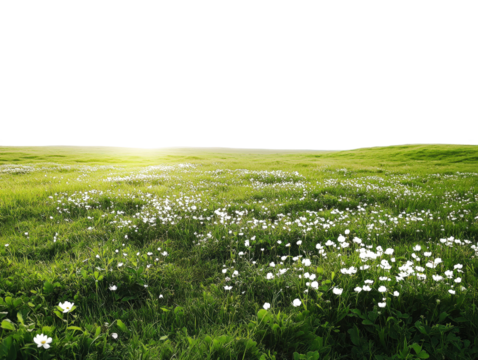 Lush green grass field under bright sunny sky, vibrant nature scenery