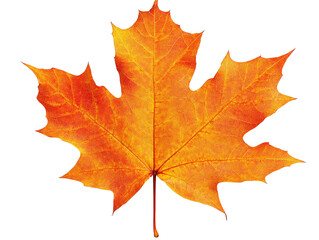 Obraz premium Vibrant orange maple leaf, detailed texture, white isolate background.