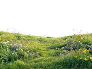 Vibrant meadow with colorful wildflowers and lush green grass.
