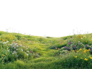Vibrant meadow with colorful wildflowers and lush green grass.