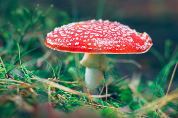 Mature Amanita Muscaria, Known as the Fly Agaric or Fly Amanita: Healing and Medicinal Mushroom with Red Cap Growing in Forest. Can Be Used for Micro Dosing, Spiritual Practices and Shaman Rituals
