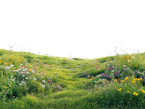 Vibrant meadow with colorful wildflowers and lush green grass.