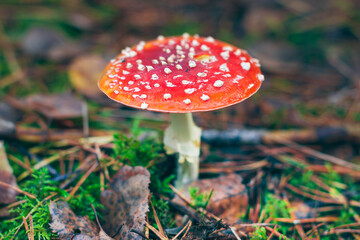 Mature Amanita Muscaria, Known as the Fly Agaric or Fly Amanita: Healing and Medicinal Mushroom with Red Cap Growing in Forest. Can Be Used for Micro Dosing, Spiritual Practices and Shaman Rituals