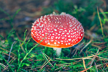 Mature Amanita Muscaria, Known as the Fly Agaric or Fly Amanita: Healing and Medicinal Mushroom with Red Cap Growing in Forest. Can Be Used for Micro Dosing, Spiritual Practices and Shaman Rituals