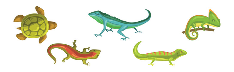 Wild Reptiles and Amphibian Animals Colorful Vector Set