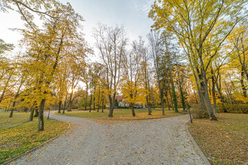 Naklejka premium jesień, liście, drzewa, jesienią, drzew, październik, liści, krajobraz, zółty, złota, park, ogród