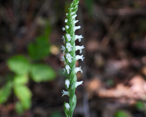 Spiranthes ovalis |Lesser Ladies' Tresses | Native North American Orchid | Woodland Wildflower