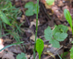 Spiranthes ovalis |Lesser Ladies' Tresses | Native North American Orchid | Woodland Wildflower
