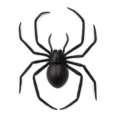 Obraz premium A large black spider with long legs and a bulbous body