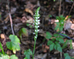 Spiranthes ovalis |Lesser Ladies' Tresses | Native North American Orchid | Woodland Wildflower