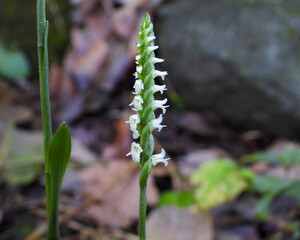 Spiranthes ovalis |Lesser Ladies' Tresses | Native North American Orchid | Woodland Wildflower