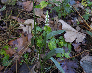 Spiranthes ovalis |Lesser Ladies' Tresses | Native North American Orchid | Woodland Wildflower