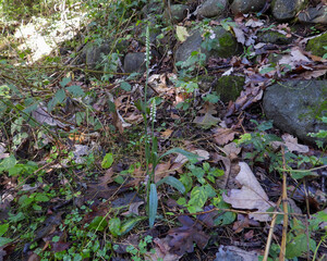 Spiranthes ovalis |Lesser Ladies' Tresses | Native North American Orchid | Woodland Wildflower