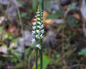 Spiranthes ovalis |Lesser Ladies' Tresses | Native North American Orchid | Woodland Wildflower