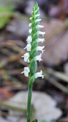 Spiranthes ovalis |Lesser Ladies' Tresses | Native North American Orchid | Woodland Wildflower