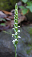 Spiranthes ovalis |Lesser Ladies' Tresses | Native North American Orchid | Woodland Wildflower