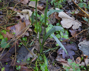 Spiranthes ovalis |Lesser Ladies' Tresses | Native North American Orchid | Woodland Wildflower