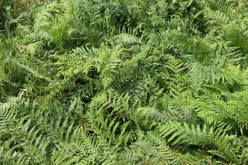 A dense, lush green forest floor covered in vibrant fern leaves.