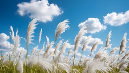 Obraz premium Fluffy white pampas grass, Expansive blue sky, Puffy white clouds, Golden sunlight