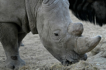 Obraz premium Breitmaulnashorn im Erongo in Namibia 