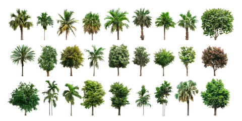 Tropical Tree Collection   Palm Trees  Green Trees  Foliage Isolated on White Background