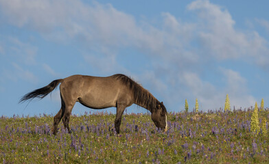 Wild Horse in the Pryor Mountains Montana in Summer