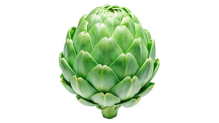 Obraz premium Fresh Whole Artichoke with Closed Green Leaves Isolated on White Background