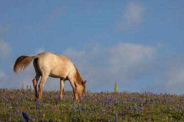 Wild Horse in the Pryor Mountains Montana in Summer