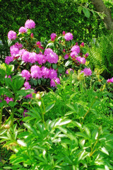 Obraz premium Nature, growth and leaf with flowers in garden for environment, sustainability and spring season. Grass ecology, meadow and biology with plants in countryside for botanical, bloom and ecosystem