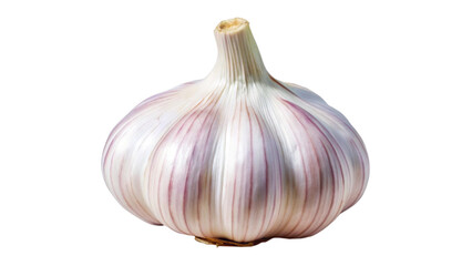 Fresh Whole Garlic Bulb with Natural Papery Skin Isolated on a White Background