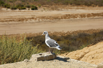A slaty-backed gull standing on a brick.