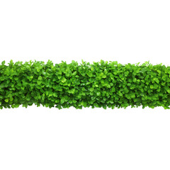 Dense foliage hedge isolated on a transparent background.