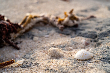 shells on beach sand