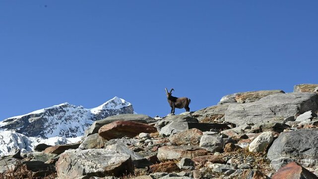 Ibex alpine wild goat with big horns standing on a rock with snow covered mountain tops in the background
