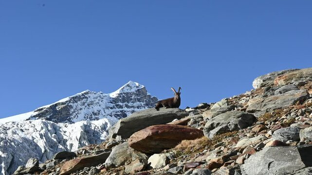 Ibex alpine wild goat with big horns sitting on a rock with snow covered mountain tops in the background