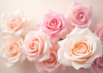 Fototapeta premium Pastel tone roses have a sweet flower design that features blurred colors as a soft and subtle background pattern.