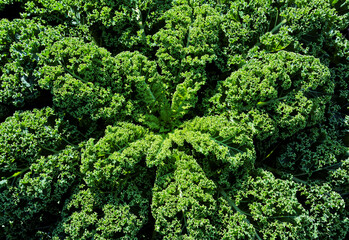 Curly kale plant growing in the field.