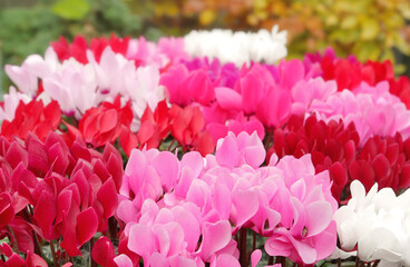 Cyclamen flowers in many bright colors.