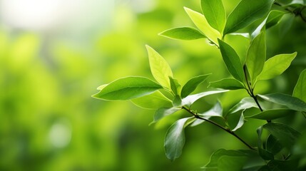 Close-up of fresh green foliage with natural lighting, suitable for ecological themes