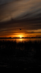 Atardecer sobre un lago con silueta de un ave en vuelo
