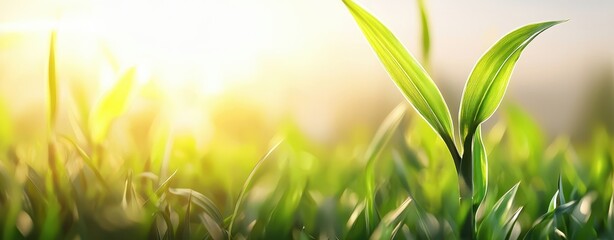 Obraz premium New green sprout growing in sunlight, vibrant and fresh.