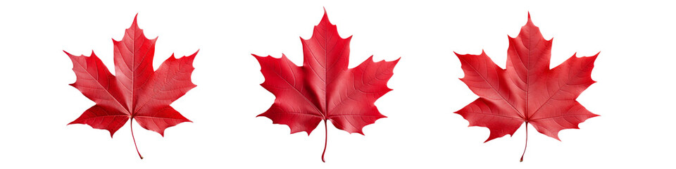 Obraz premium Collection Red Maple Leaf Isolated on transparent background