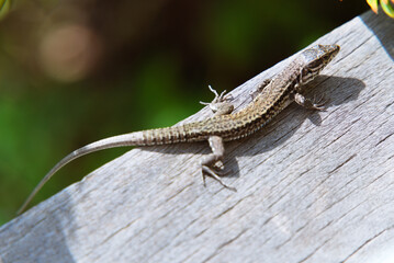 Close-Up of Common Wall Lizard: Blending on a Wooden Terrace Among Trees in the South of France